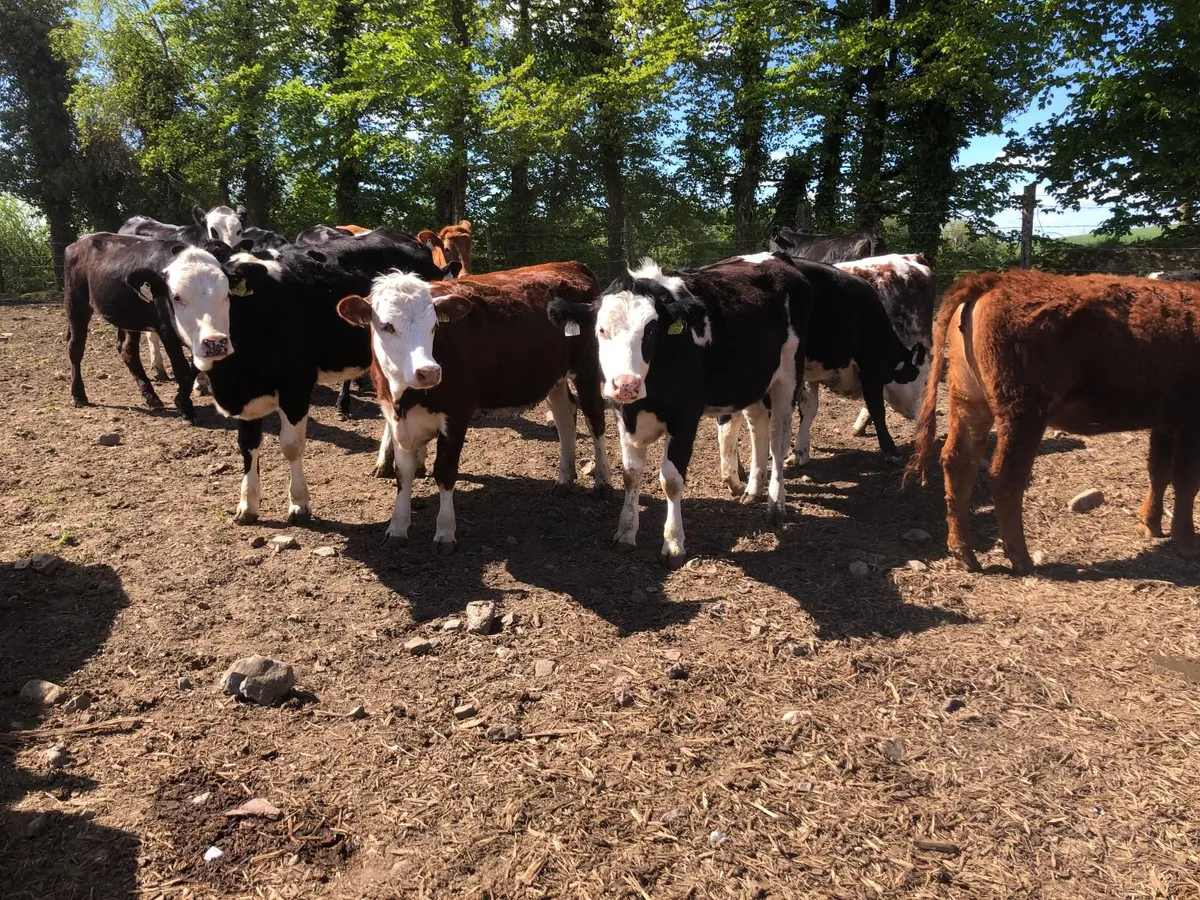 Grass heifers for sale - Image 2