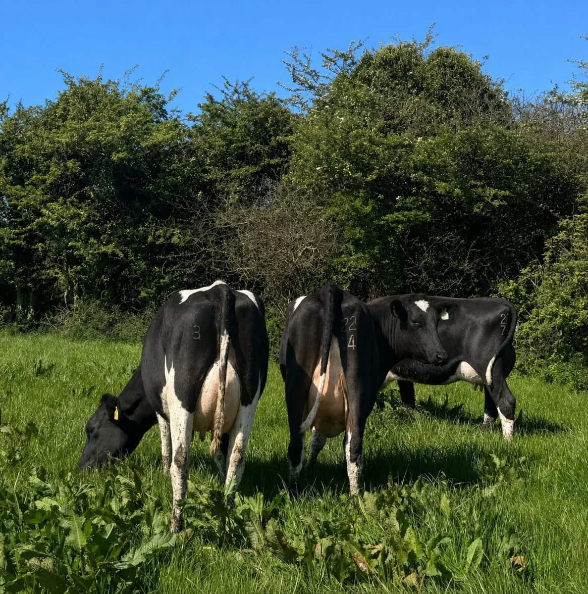 20 Calved Heifers & Young Cows - Image 3
