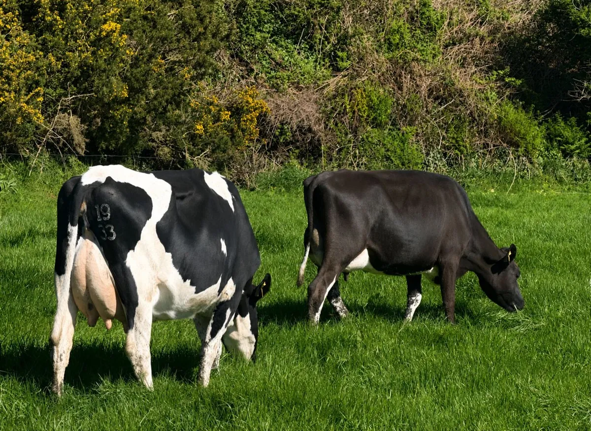 20 Calved Heifers & Young Cows - Image 4