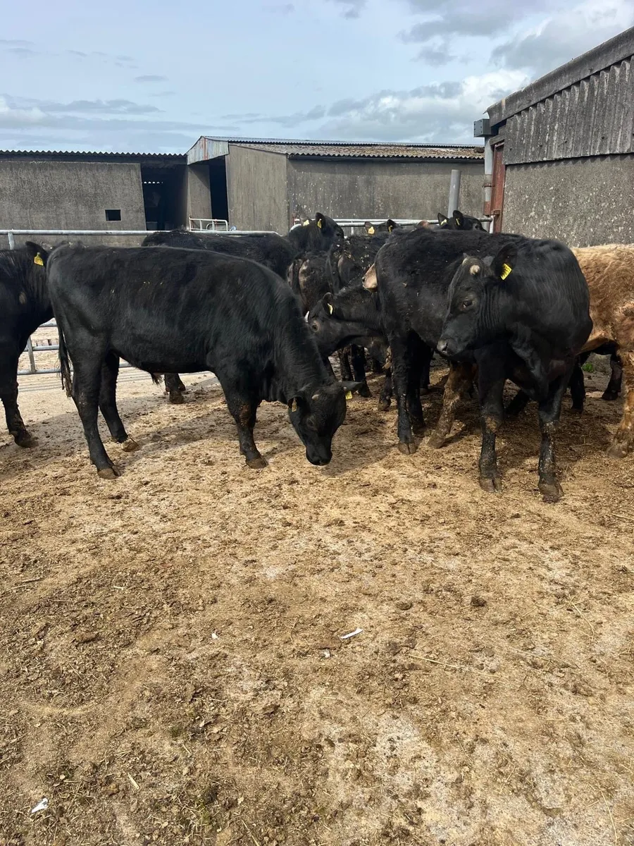 15 Angus - Image 1