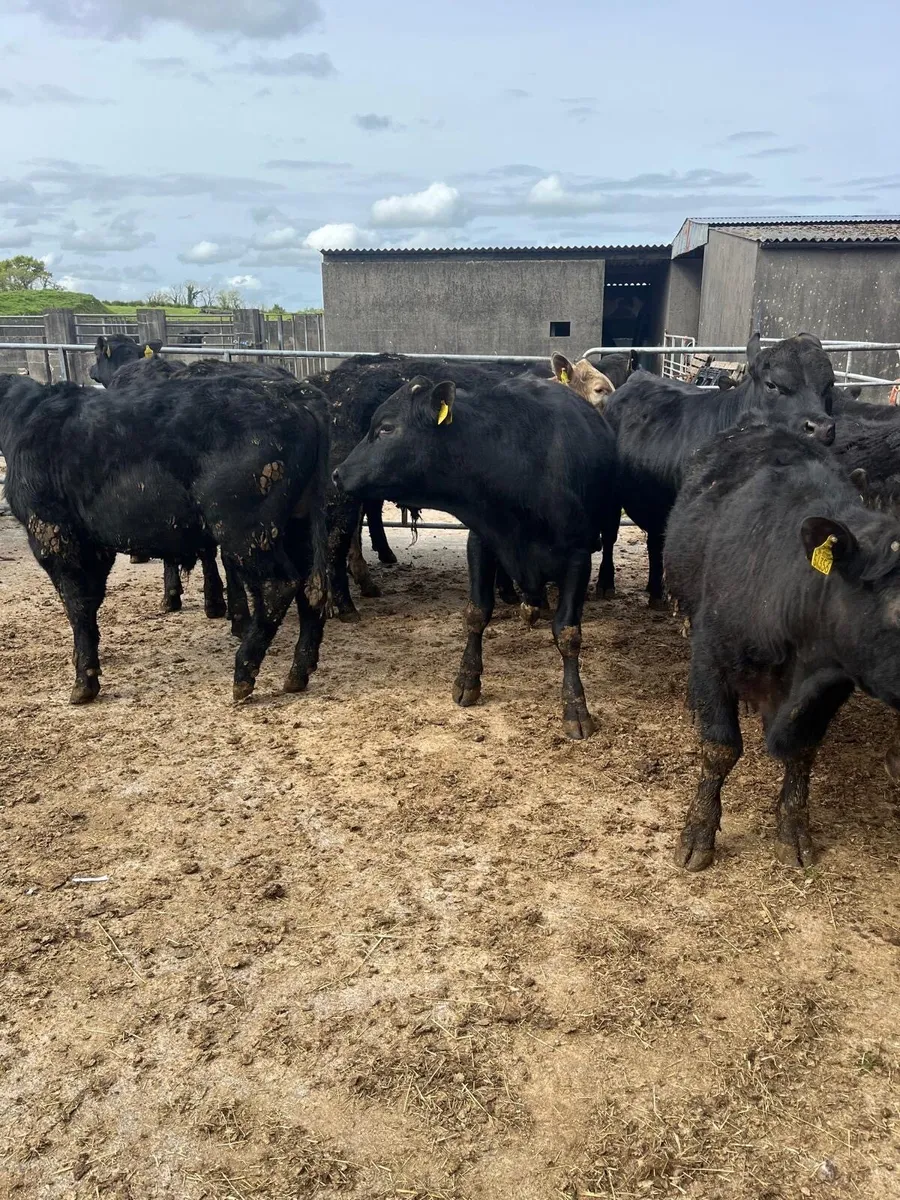 15 Angus - Image 2