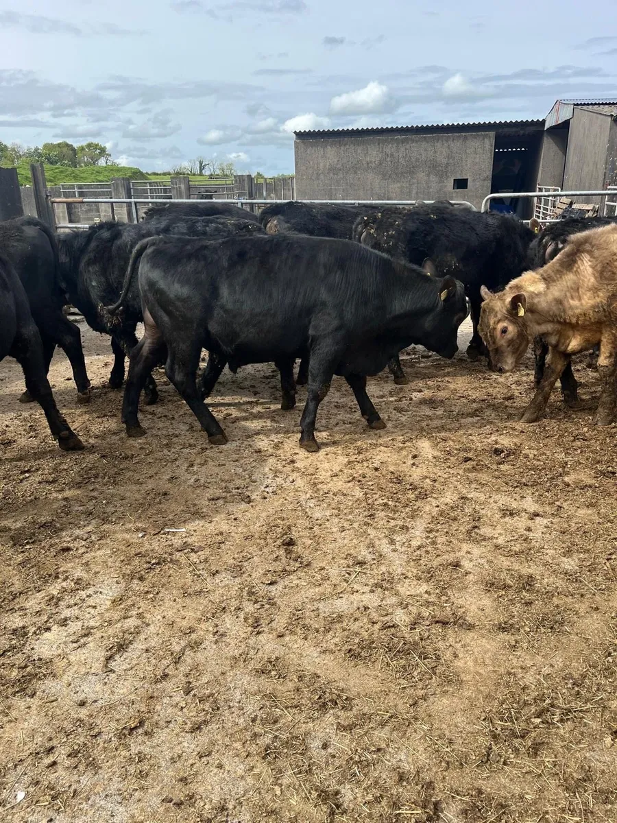 15 Angus - Image 3