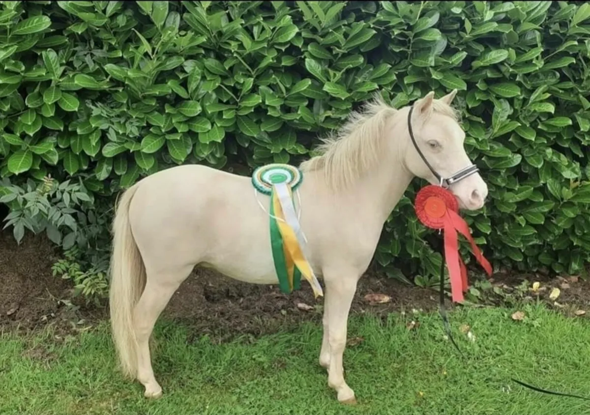 Minature stallion for stud - Image 1
