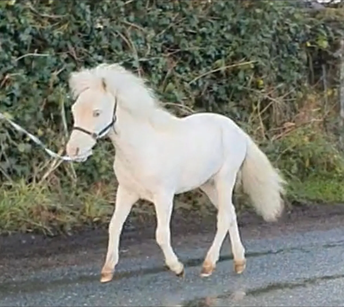 Minature stallion for stud - Image 2