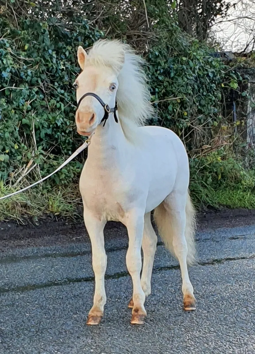 Minature stallion for stud - Image 3