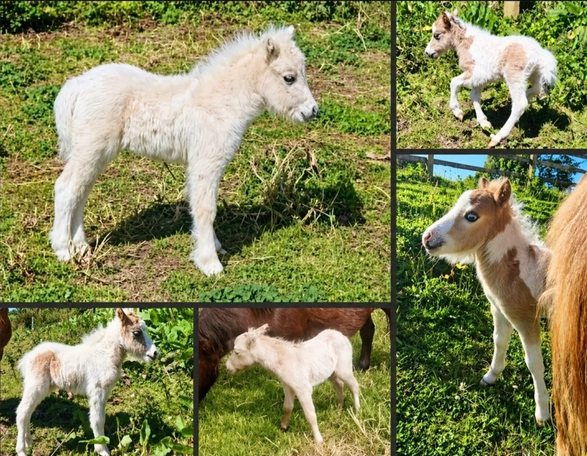 Minature stallion for stud - Image 4
