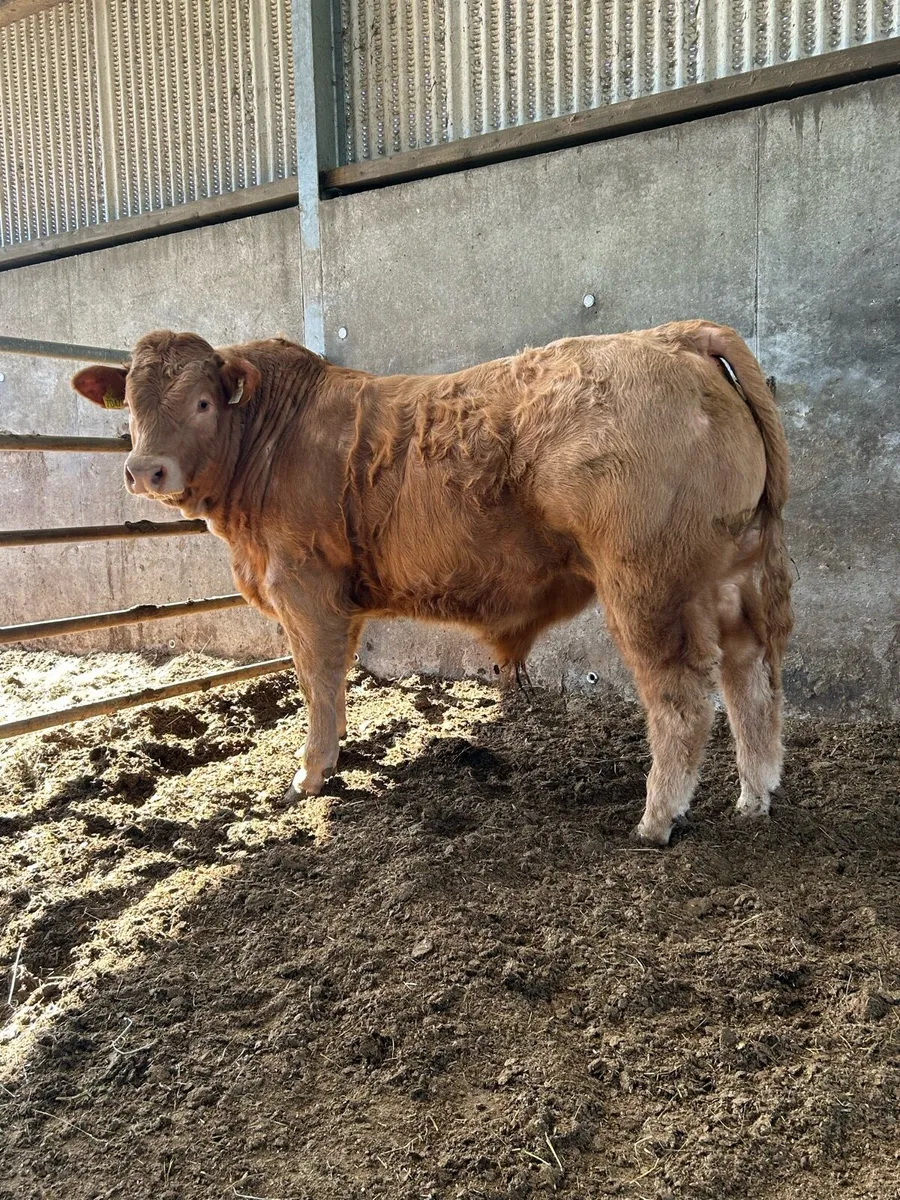Weanling Bull - Image 3