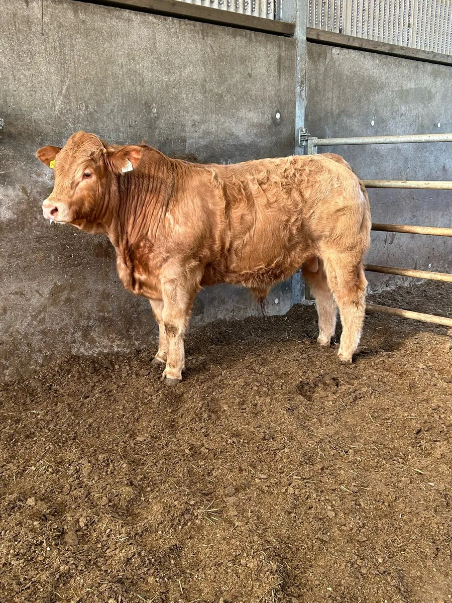 Weanling Bull - Image 4