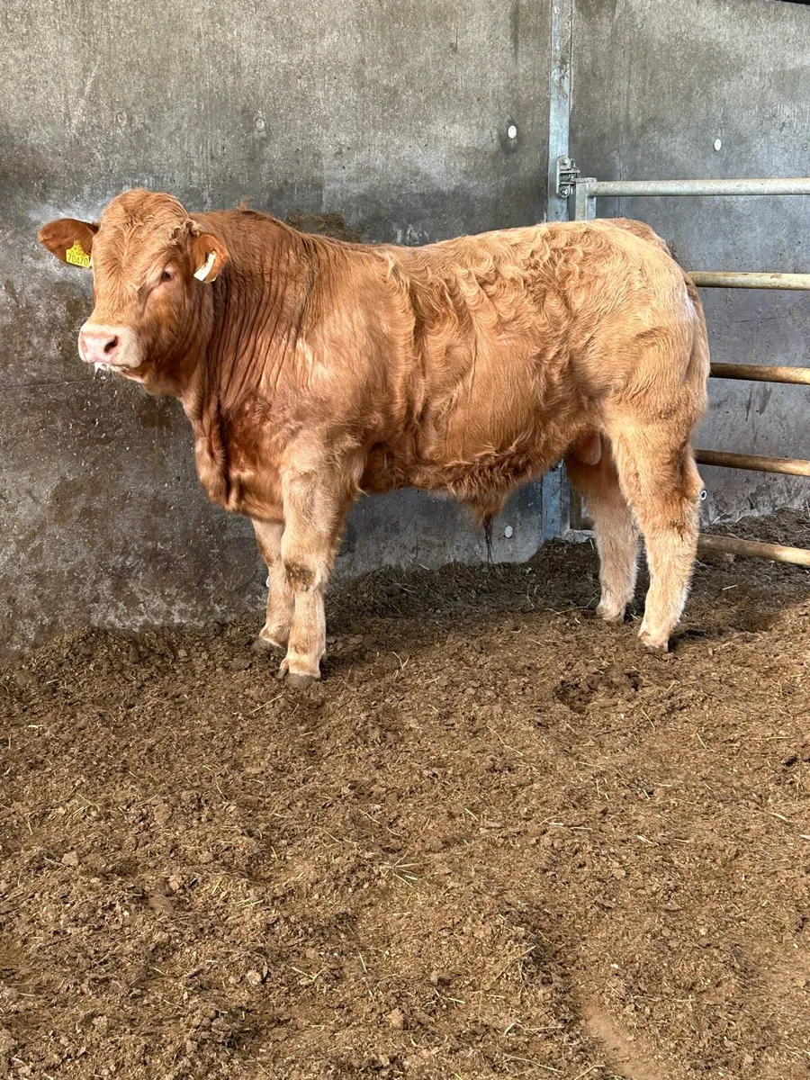 Weanling Bull - Image 1