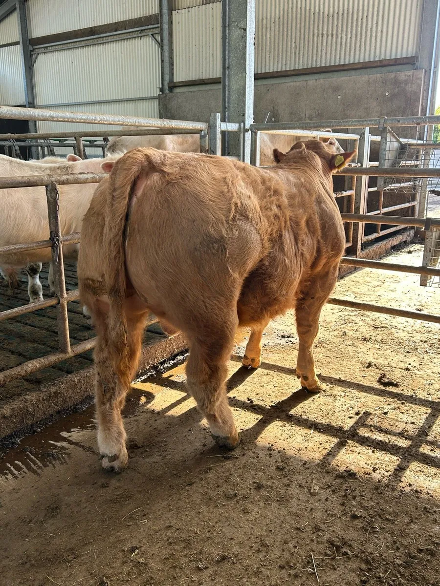 Weanling Bull - Image 2