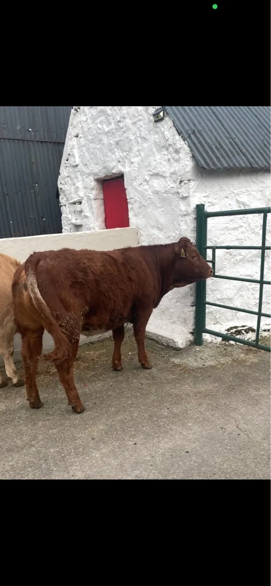 Roan heifer - Image 1