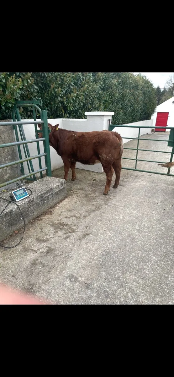 Roan heifer - Image 2