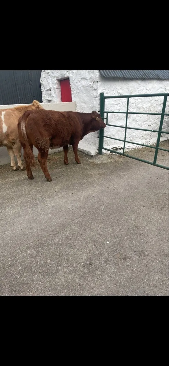 Roan heifer - Image 3