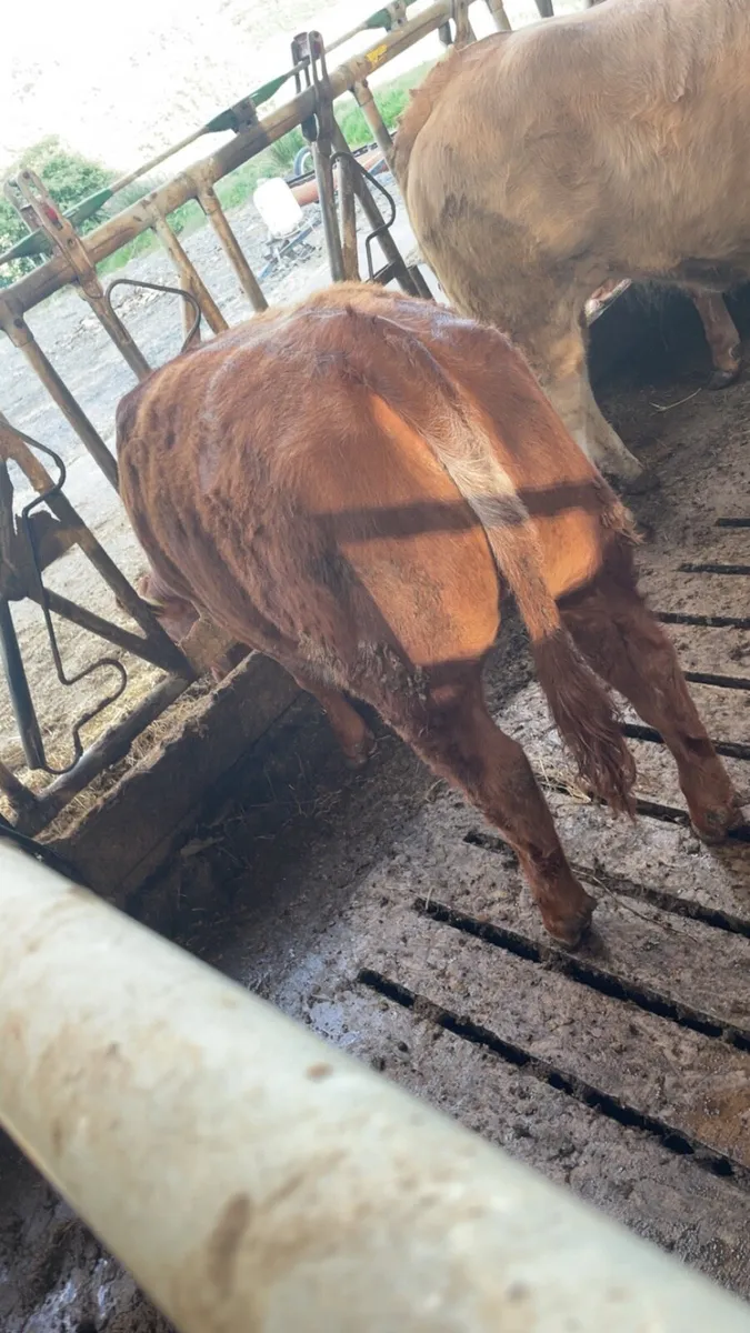 Roan heifer - Image 4