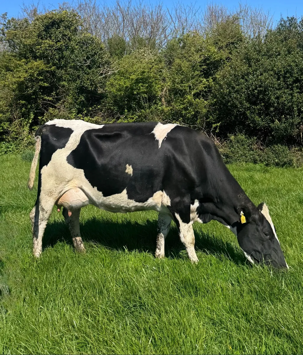 20 Calved Heifers & Young Cows - Image 1