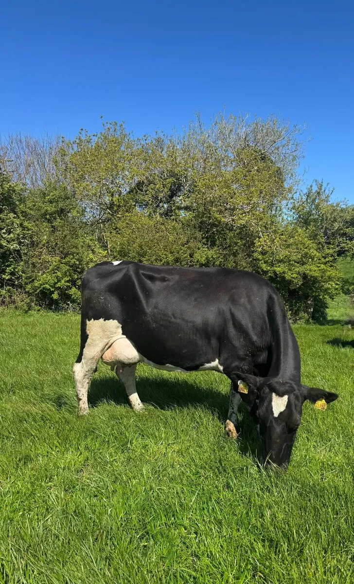 20 Calved Heifers & Young Cows - Image 2
