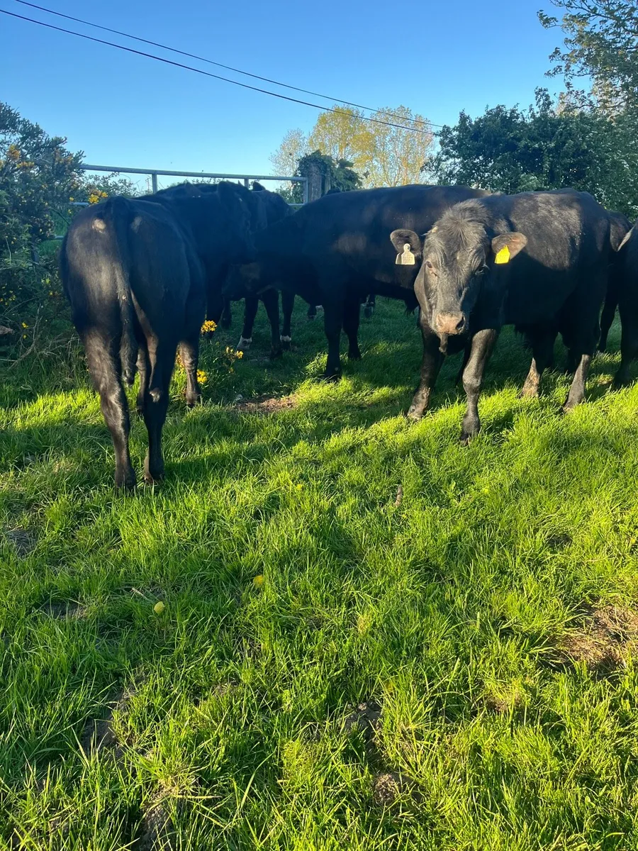 Angus Store Bullocks - Image 3