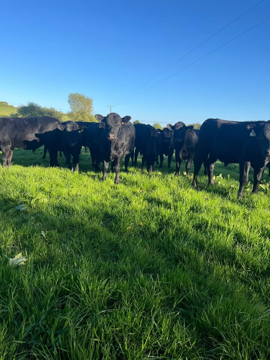 Angus Store Bullocks - Image 1