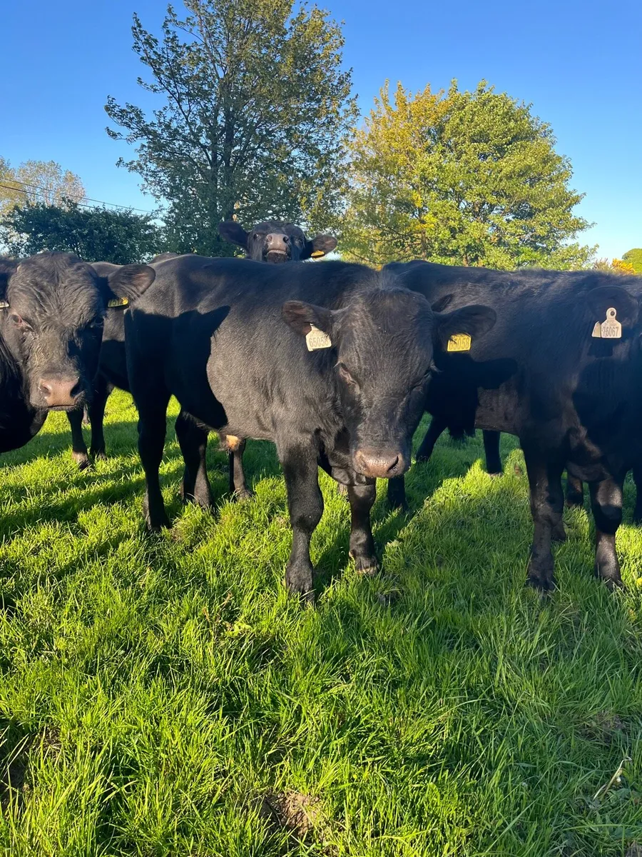 Angus Store Bullocks - Image 2