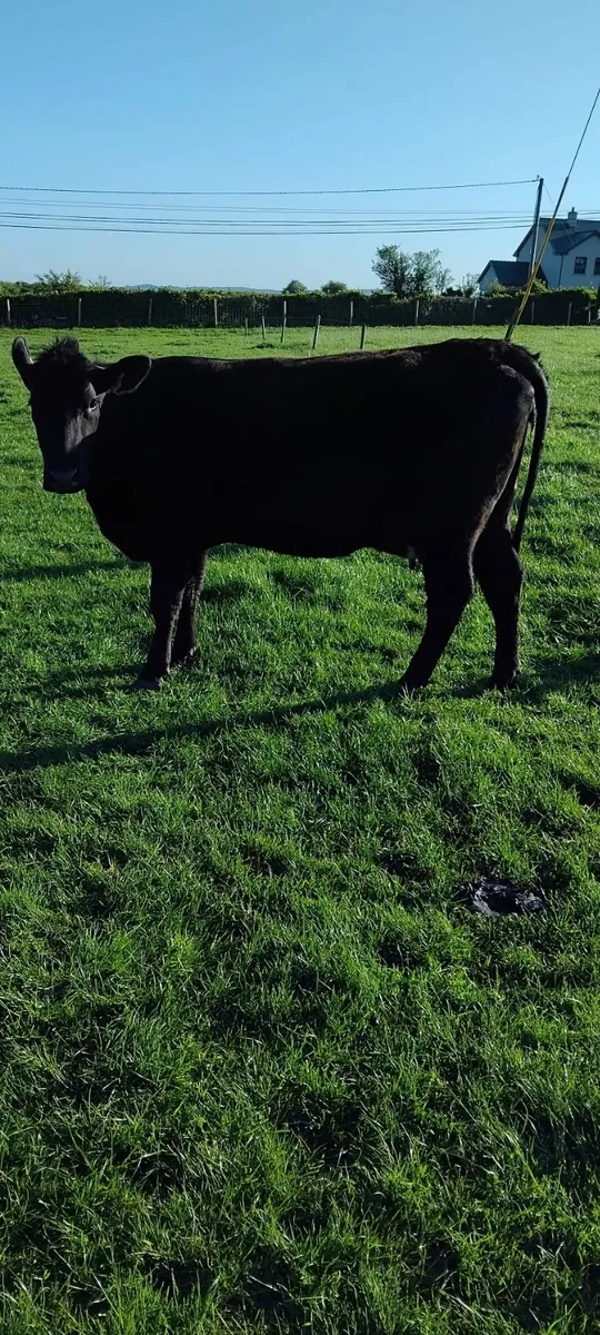 Heifer and calf - Image 2