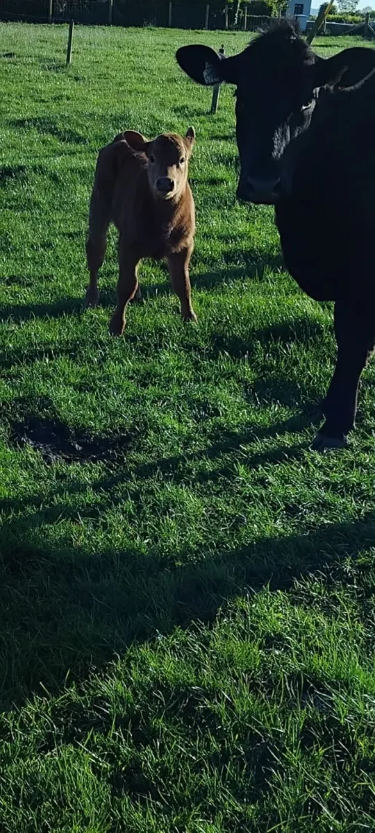 Heifer and calf - Image 3