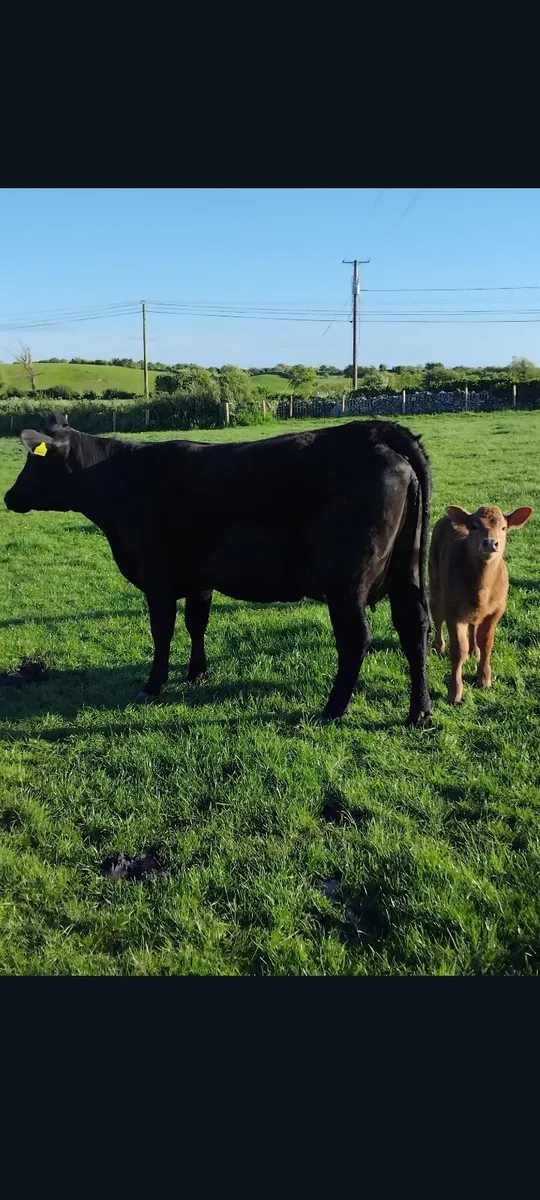 Heifer and calf - Image 4
