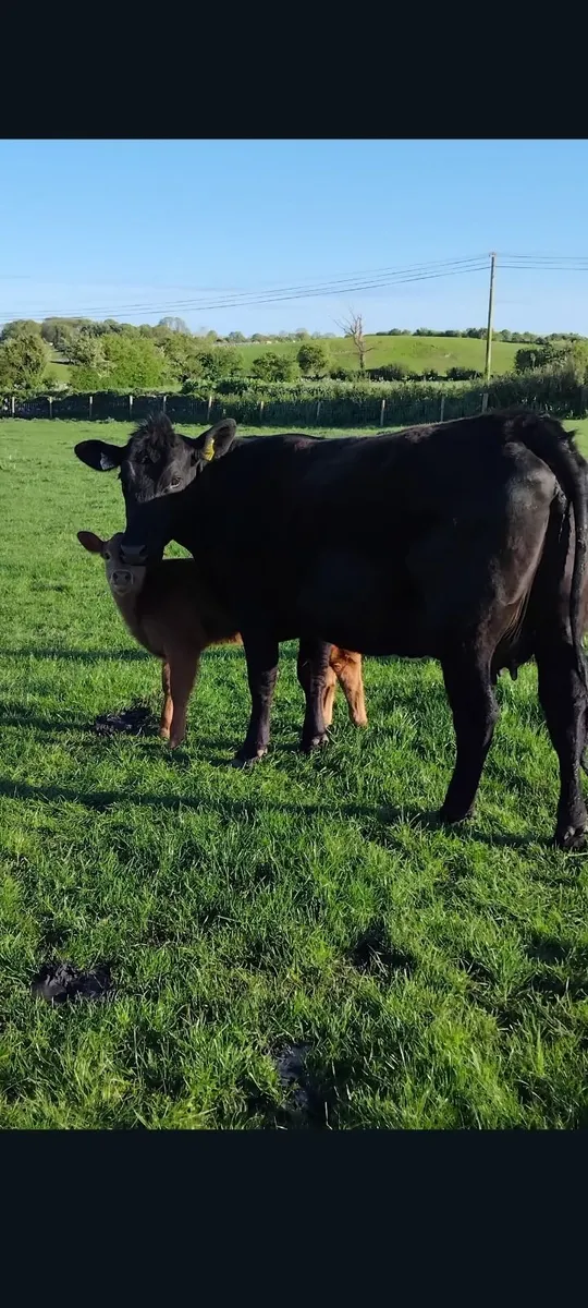 Heifer and calf - Image 1