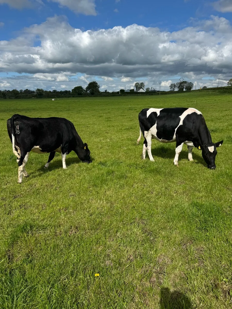 2 high ebi incalf heifers - Image 1