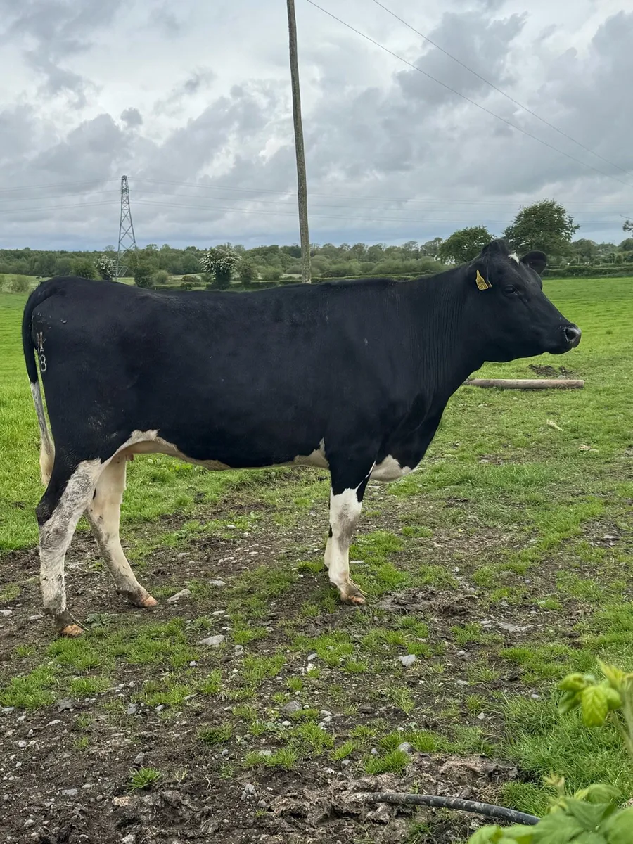 2 high ebi incalf heifers - Image 2