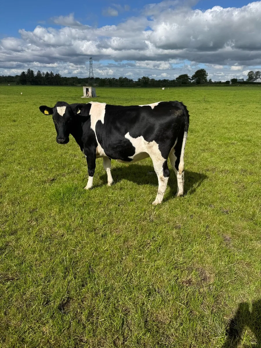2 high ebi incalf heifers - Image 3