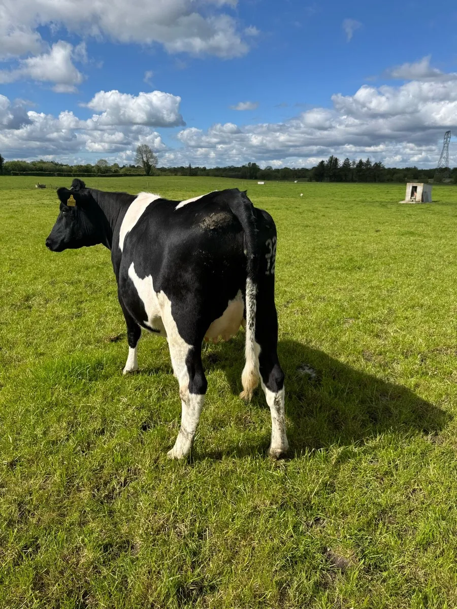 2 high ebi incalf heifers - Image 4