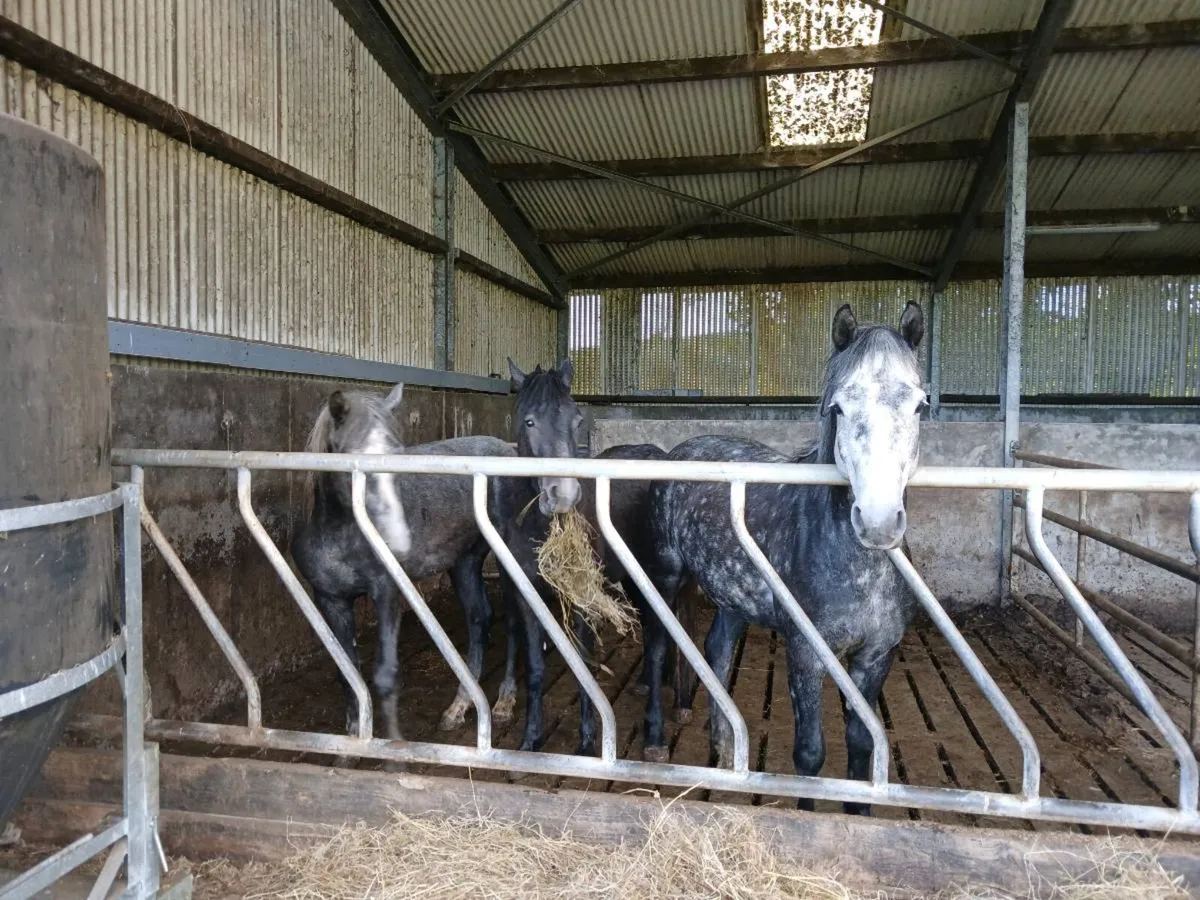 4 year old Connemara gelding - Image 4