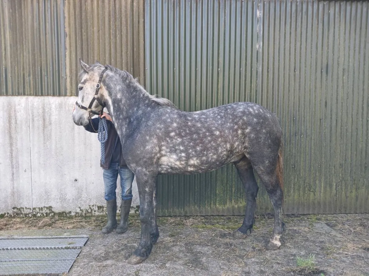 4 year old Connemara gelding - Image 1