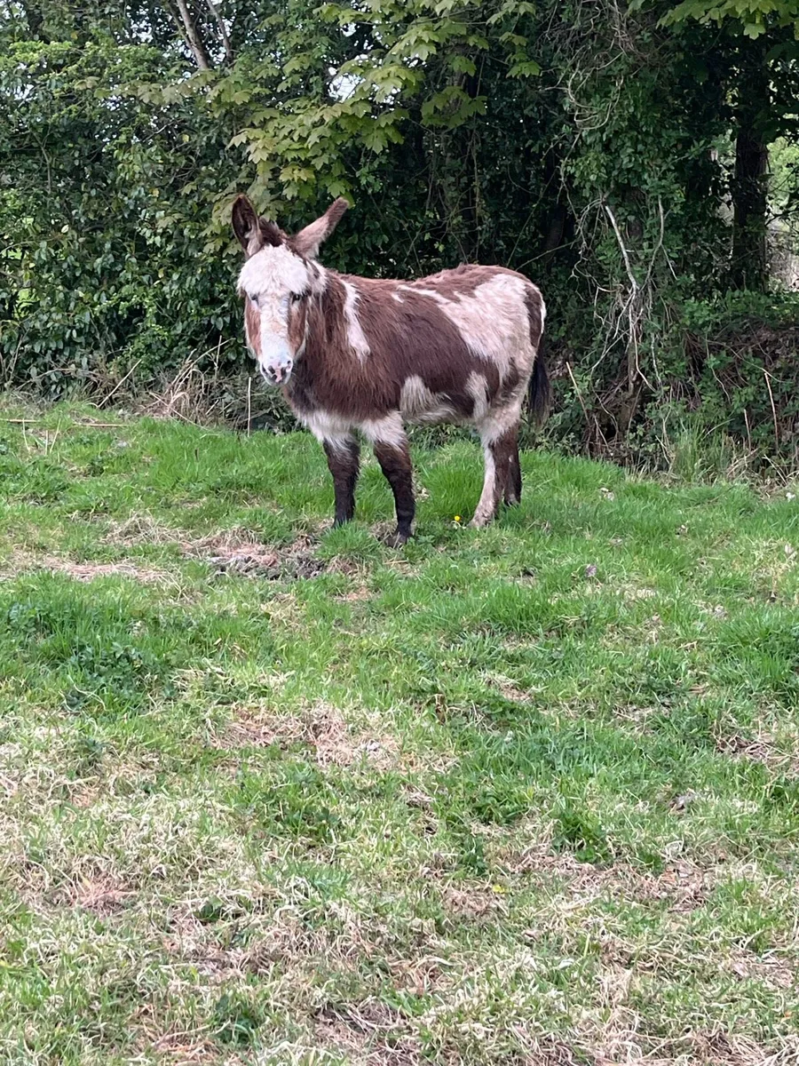 Piebald mare - Image 4