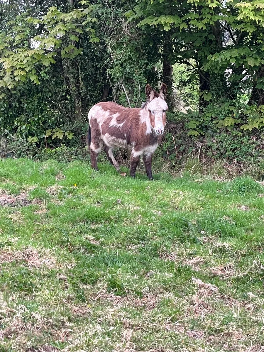 Piebald mare - Image 1