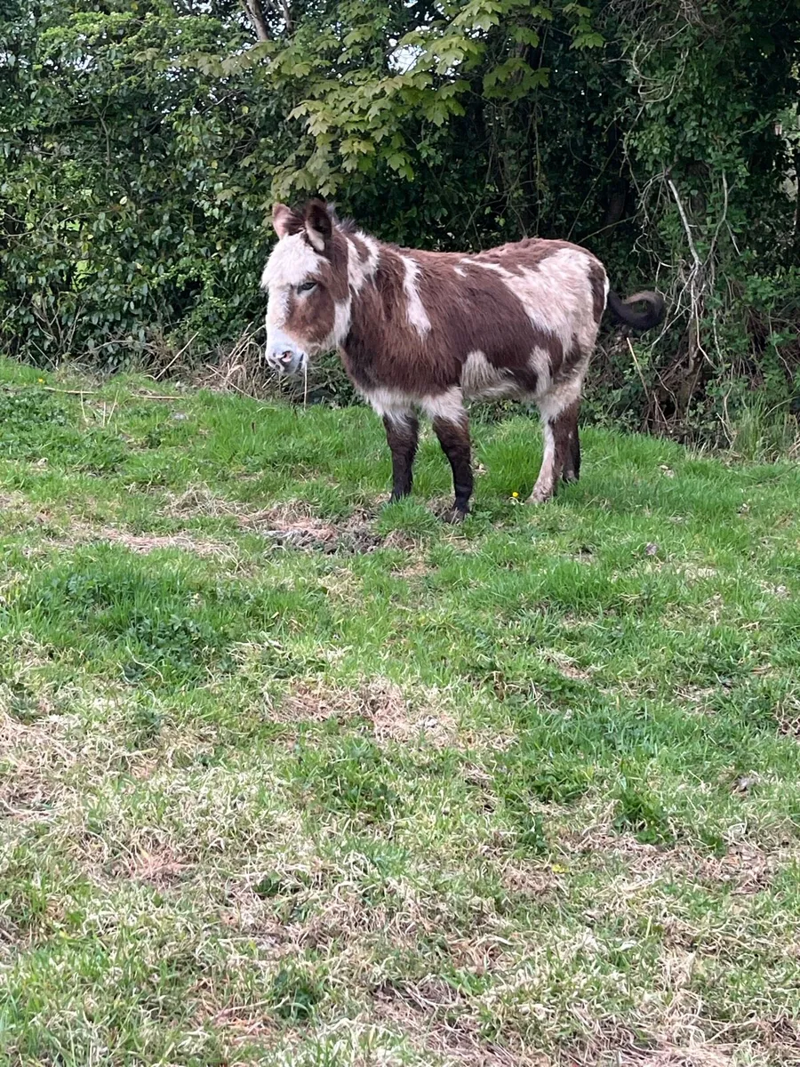 Piebald mare - Image 2