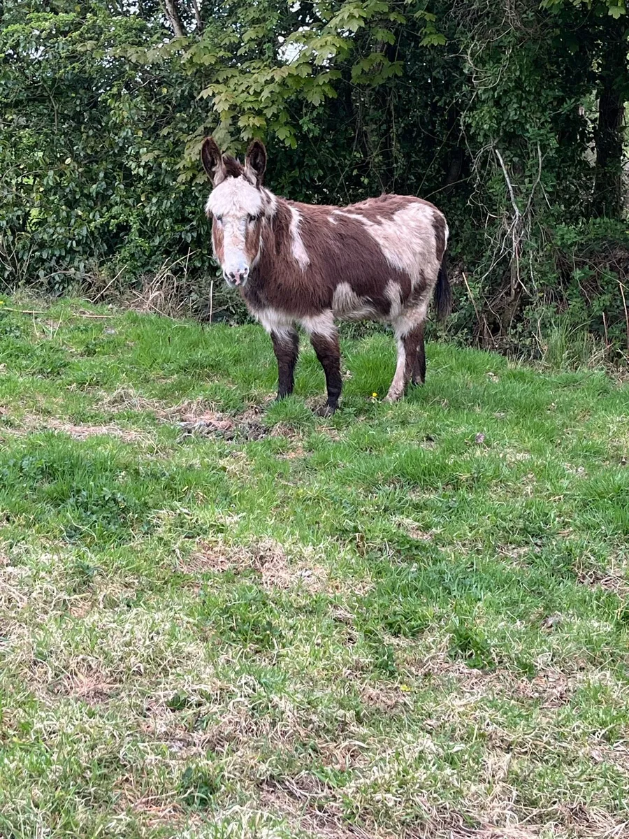Piebald mare - Image 3