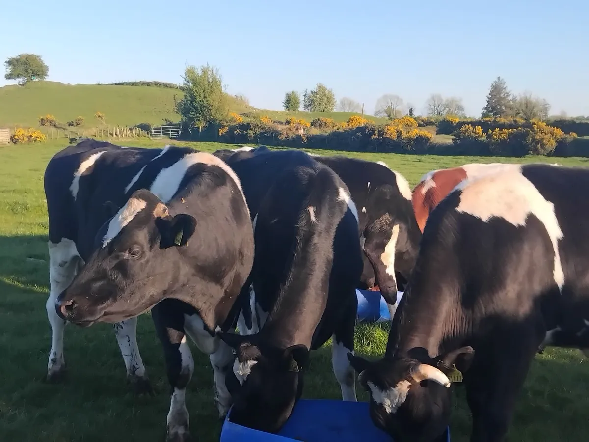 5 proper friesian store bullocks - Image 1