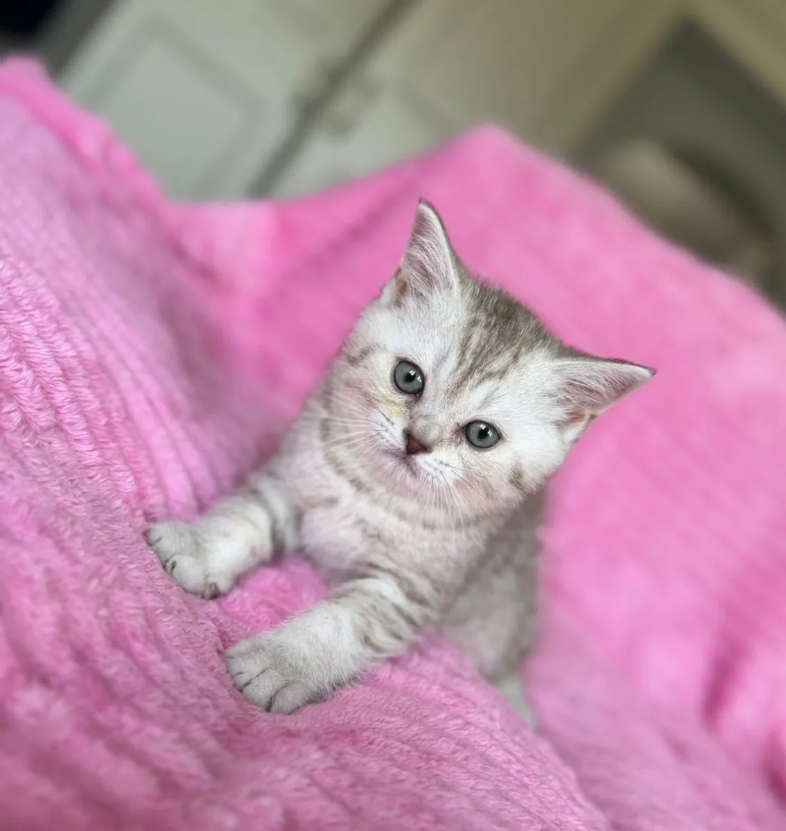 Scottish fold and straight - Image 2