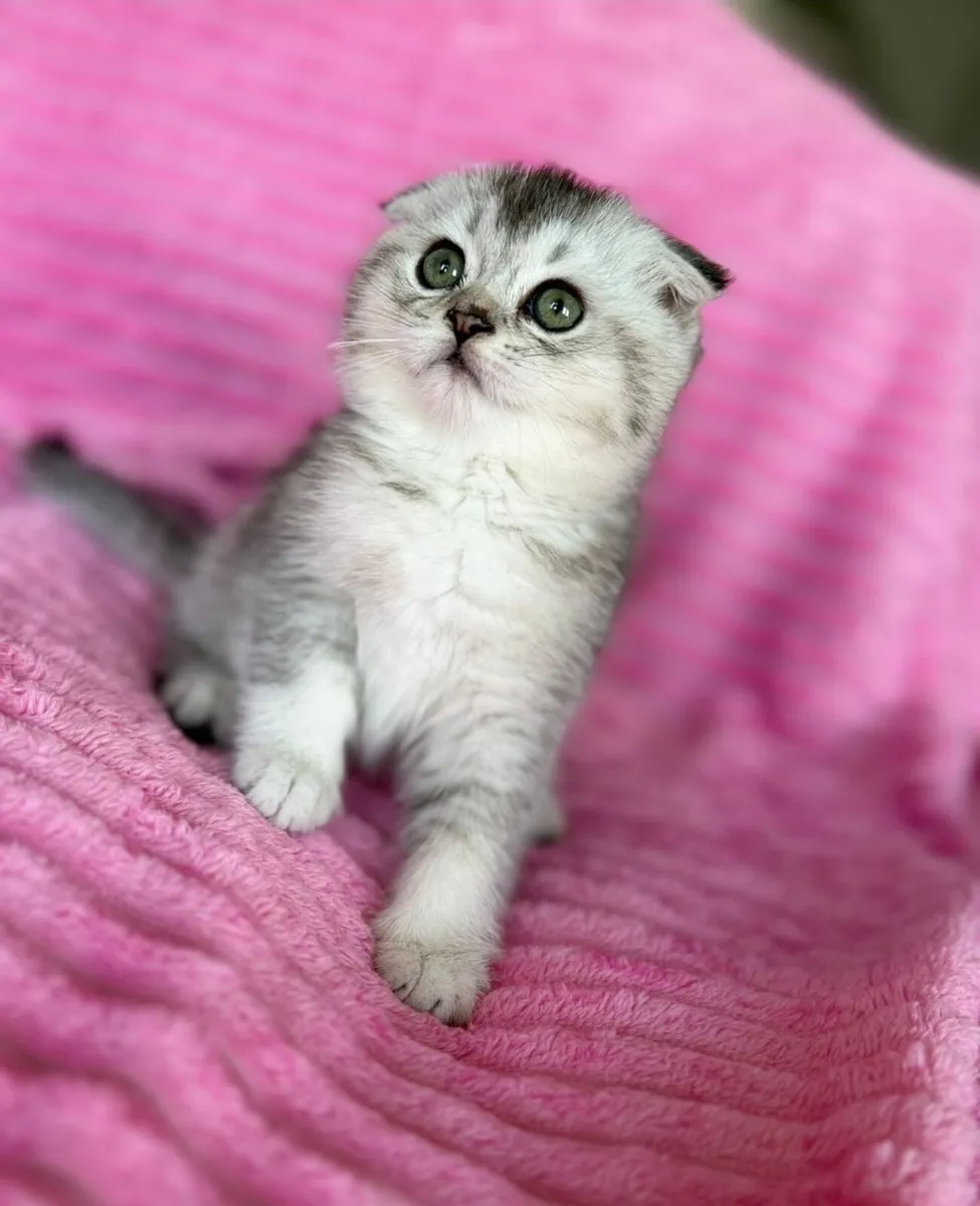 Scottish fold and straight - Image 1