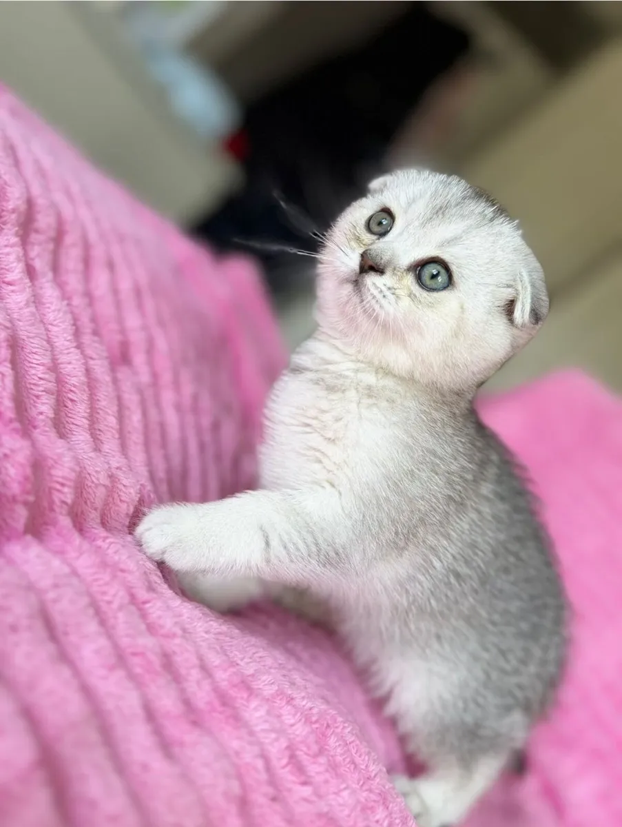 Scottish fold and straight - Image 3