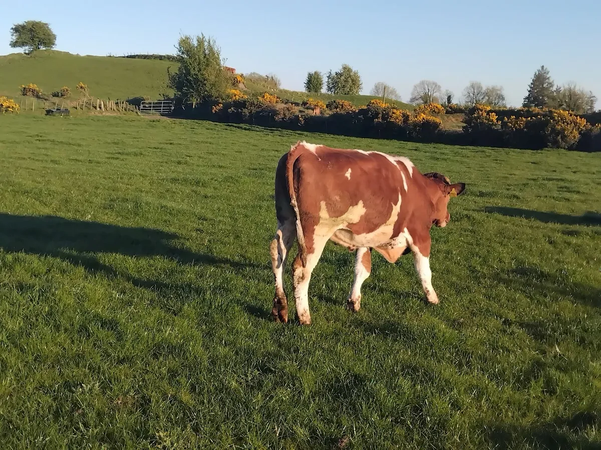 5 proper friesian store bullocks - Image 2
