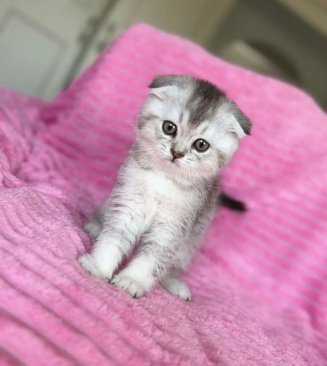 Scottish fold and straight - Image 4