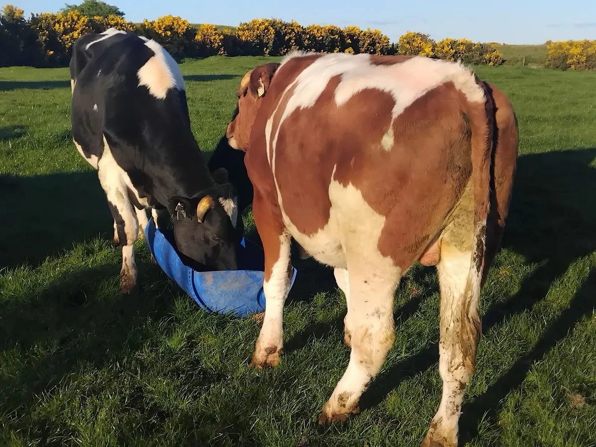 5 proper friesian store bullocks - Image 3