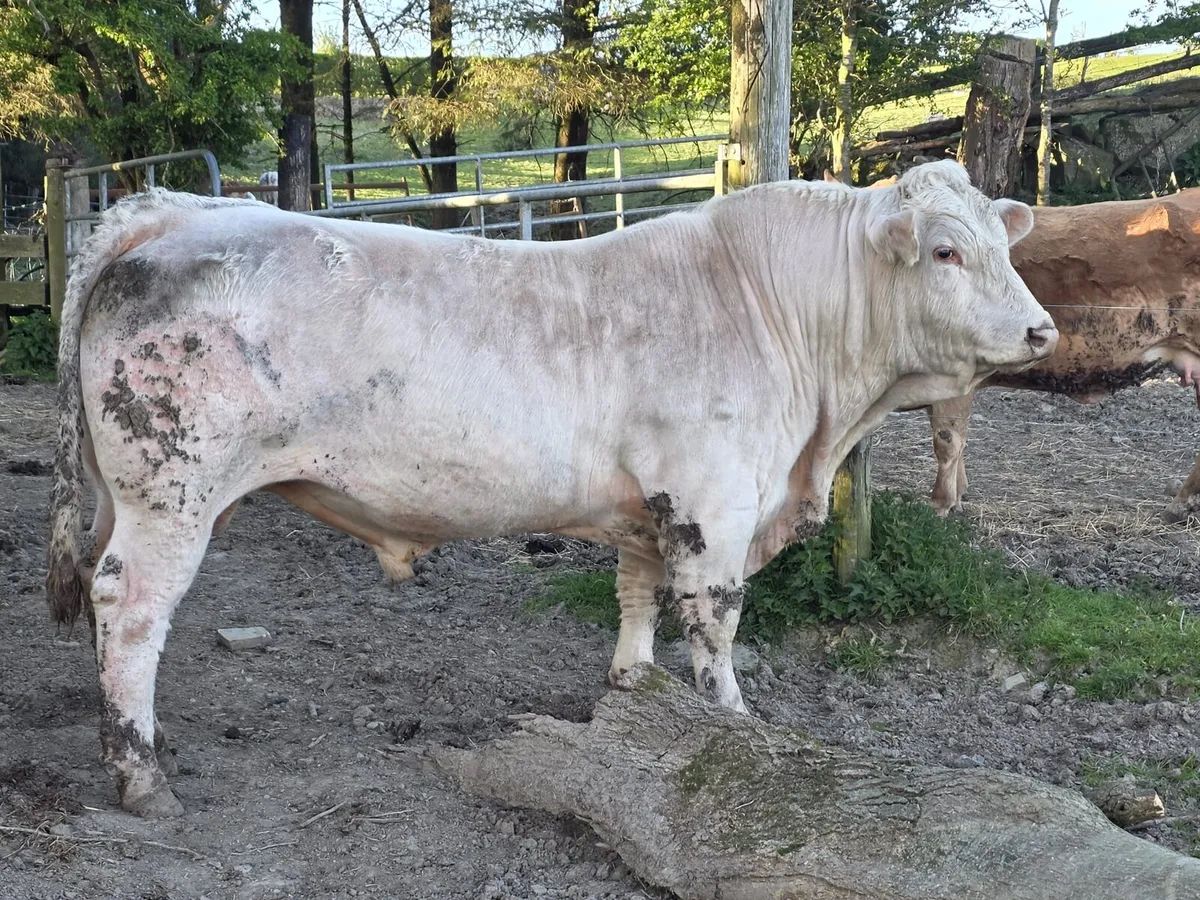 Pedigree Charolais bull - Image 3