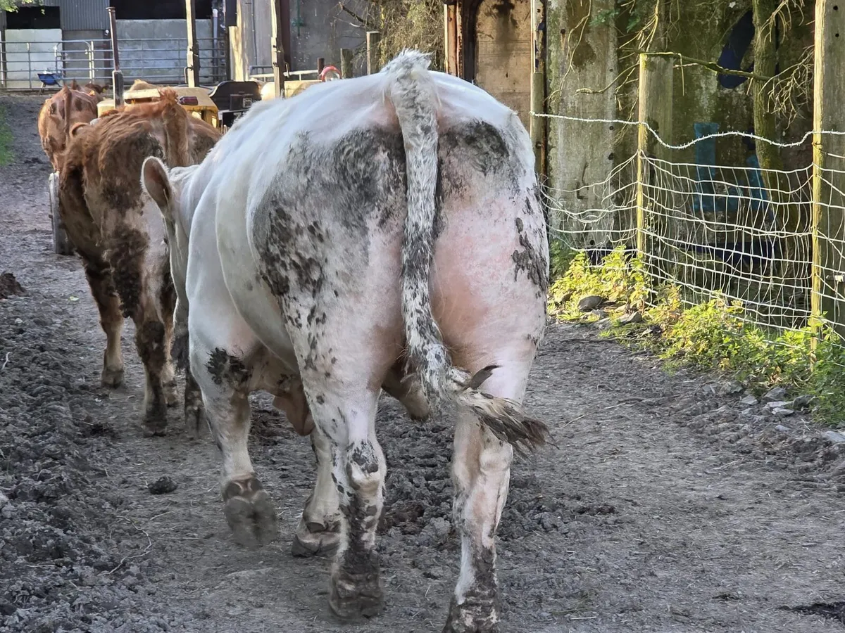 Pedigree Charolais bull - Image 2