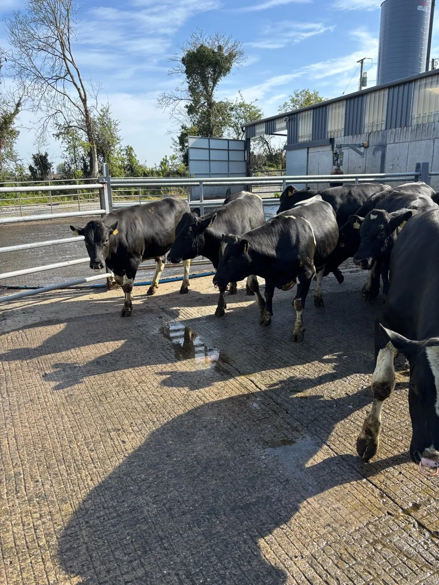 High EBI Friesian bulls - Image 1