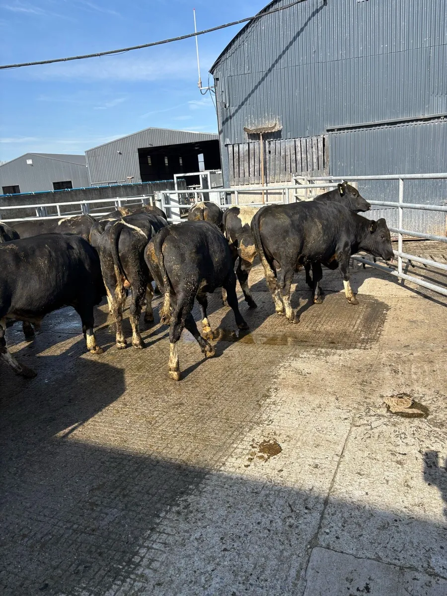 High EBI Friesian bulls - Image 2