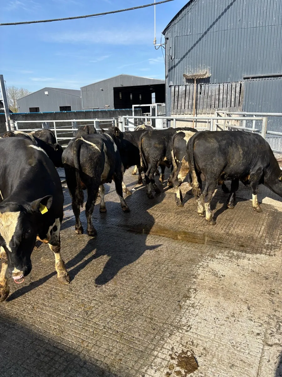 High EBI Friesian bulls - Image 3