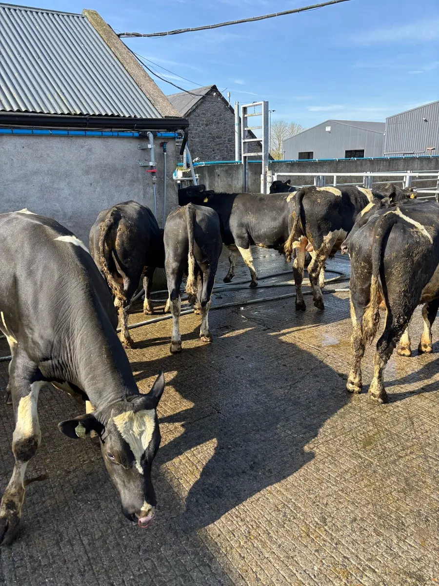 High EBI Friesian bulls - Image 4